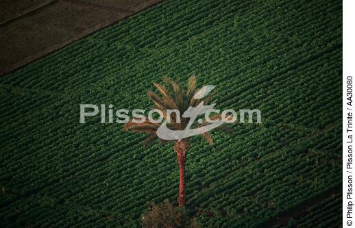 Palmier au milieu de cultures en Egypte - © Philip Plisson / Plisson La Trinité / AA30080 - Nos reportages photos - Faune et Flore
