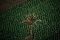 Palmier au milieu de cultures en Egypte © Philip Plisson / Plisson La Trinité / AA30080 - Nos reportages photos - L'Egypte vue du ciel