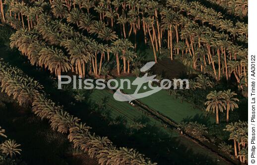 Palmeraie dans la région du Caire. - © Philip Plisson / Plisson La Trinité / AA30122 - Nos reportages photos - Palmier