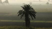 Landscape of the left bank of Luxor [AT] © Philip Plisson / Plisson La Trinité / AA30263 - Photo Galleries - Palm tree
