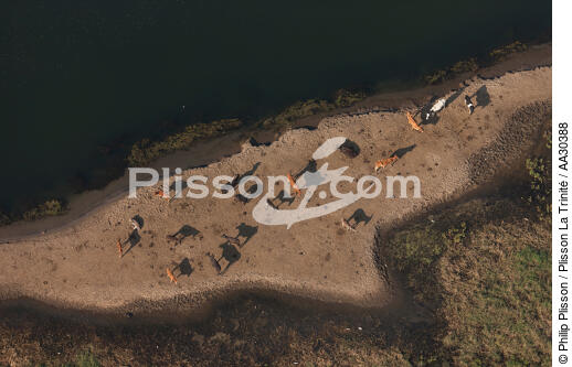 Herd on the banks of the Nile [AT] - © Philip Plisson / Plisson La Trinité / AA30388 - Photo Galleries - Fauna and Flora