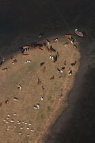 Herd on the banks of the Nile © Philip Plisson / Plisson La Trinité / AA30394 - Photo Galleries - Egypt from above