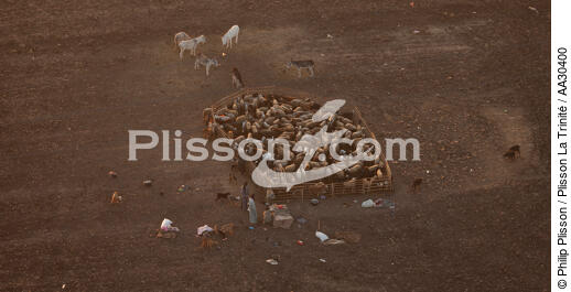 Troupeau sur les bords du Nil - © Philip Plisson / Plisson La Trinité / AA30400 - Nos reportages photos - Mammifère