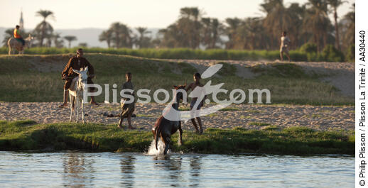 On the banks of the Nile. - © Philip Plisson / Plisson La Trinité / AA30440 - Photo Galleries - Horse