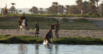 Sur les rives du Nil. © Philip Plisson / Plisson La Trinité / AA30440 - Nos reportages photos - Cheval