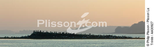 Petit matin dans le Golfe du Morbihan - © Philip Plisson / Plisson La Trinité / AA30927 - Nos reportages photos - Faune
