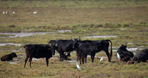 Bull in Camargue © Philip Plisson / Plisson La Trinité / AA31022 - Photo Galleries - Site of interest [13]