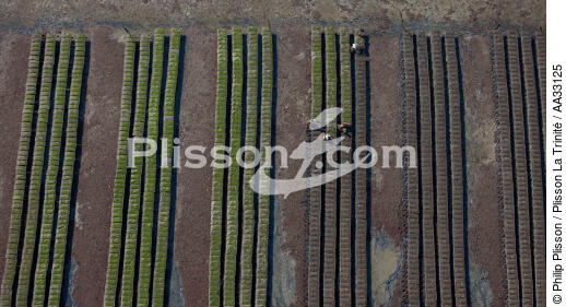 Golfe du Morbihan - © Philip Plisson / Plisson La Trinité / AA33125 - Photo Galleries - Oyster farming