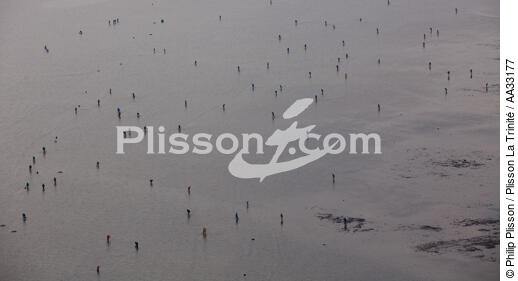 Pêche a pied en baie de Quiberon - © Philip Plisson / Plisson La Trinité / AA33177 - Nos reportages photos - Pêche à pied