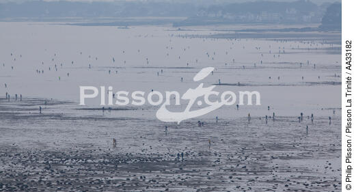 Pêche a pied en baie de Quiberon - © Philip Plisson / Plisson La Trinité / AA33182 - Nos reportages photos - Marée basse
