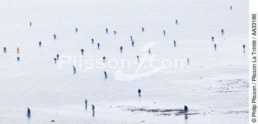 Pêche à pied en Baie de Quiberon - © Philip Plisson / Plisson La Trinité / AA33186 - Nos reportages photos - Métier