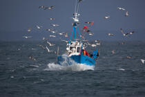 Back from fishing © Philip Plisson / Plisson La Trinité / AA33440 - Photo Galleries - Gull [small]
