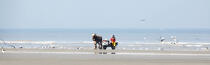 Pêche à la crevette sur une plage du Nord © Philip Plisson / Plisson La Trinité / AA33501 - Nos reportages photos - Paysage littoral