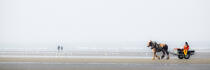 Pêche à la crevette sur une plage du Nord © Philip Plisson / Plisson La Trinité / AA33502 - Nos reportages photos - Panoramique horizontal