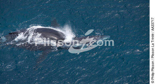 EntreAnderovento et Toamasina,côtes Est - © Philip Plisson / Plisson La Trinité / AA33717 - Nos reportages photos - Baleine