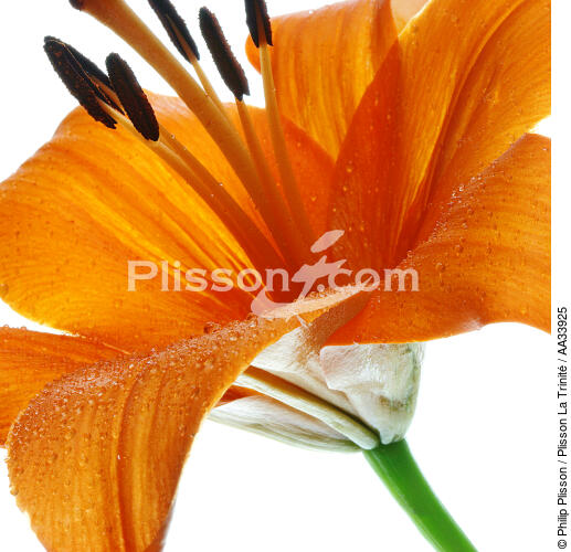 Orange lilies - © Philip Plisson / Plisson La Trinité / AA33925 - Photo Galleries - Flower