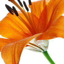Orange lilies © Philip Plisson / Plisson La Trinité / AA33925 - Photo Galleries - Fauna and Flora
