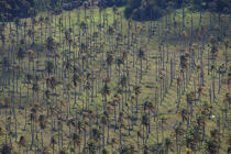 Entre From Sambava to Vohémar,Madagascar. © Philip Plisson / Plisson La Trinité / AA33945 - Photo Galleries - Coconut palm