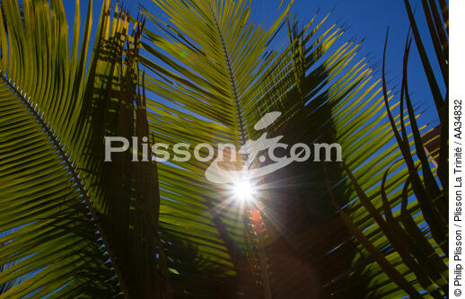 Marovasabe - © Philip Plisson / Plisson La Trinité / AA34832 - Nos reportages photos - Végétal