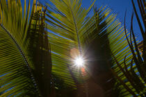 Marovasabe © Philip Plisson / Plisson La Trinité / AA34832 - Photo Galleries - Palm tree