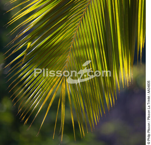 Marovasabe - © Philip Plisson / Plisson La Trinité / AA34835 - Photo Galleries - Palm tree