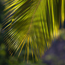 Marovasabe © Philip Plisson / Plisson La Trinité / AA34835 - Photo Galleries - Palm tree