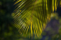 Marovasabe © Philip Plisson / Plisson La Trinité / AA34836 - Photo Galleries - Palm tree
