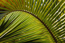 Marovasabe © Philip Plisson / Plisson La Trinité / AA34837 - Photo Galleries - Palm tree