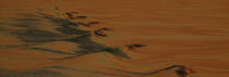 coucher de soleil © Philip Plisson / Plisson La Trinité / AA35348 - Nos reportages photos - Environnement