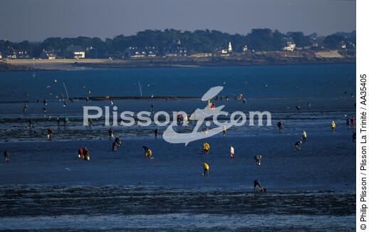 Pêche à pied en baie de Quiberon - © Philip Plisson / Plisson La Trinité / AA35405 - Nos reportages photos - Pêche
