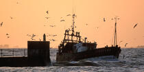 Retour de pêche au Guilvinec © Philip Plisson / Plisson La Trinité / AA35413 - Nos reportages photos - Pêche