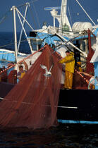 Pêche à la sardine © Philip Plisson / Plisson La Trinité / AA35423 - Nos reportages photos - Bretagne