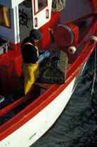 Caseyeur © Philip Plisson / Plisson La Trinité / AA35427 - Photo Galleries - Fishing vessel
