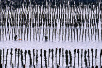 Moules sur bouchots © Philip Plisson / Plisson La Trinité / AA35471 - Nos reportages photos - Aquaculture