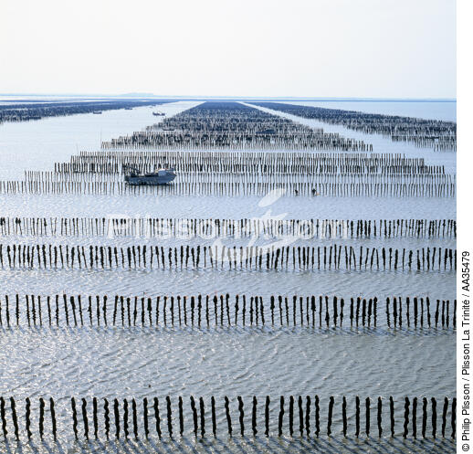 Mussels park in the Bay of Mont-Saint-Michel - © Philip Plisson / Plisson La Trinité / AA35479 - Photo Galleries - Aquaculture