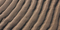 Dessins sur le sable © Philip Plisson / Plisson La Trinité / AA35517 - Nos reportages photos - Géomorphie