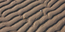 Dessins sur le sable © Philip Plisson / Plisson La Trinité / AA35519 - Nos reportages photos - Géomorphie