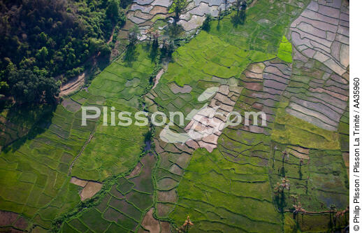 Madagascar - © Philip Plisson / Plisson La Trinité / AA35960 - Photo Galleries - Agriculture