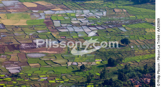 Madagascar - © Philip Plisson / Plisson La Trinité / AA35969 - Photo Galleries - Agriculture