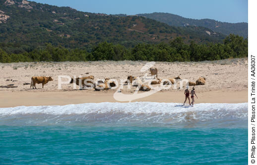 Corse - © Philip Plisson / Plisson La Trinité / AA36307 - Nos reportages photos - Des îles Lavezzi à Poticcio