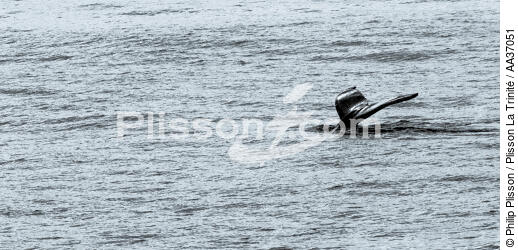 Fin d'été sur la côte ouest du Groenland - © Philip Plisson / Plisson La Trinité / AA37051 - Nos reportages photos - Baleine