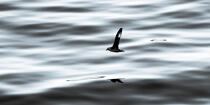 Fin d'été sur la côte ouest du Groenland © Philip Plisson / Plisson La Trinité / AA37090 - Nos reportages photos - Oiseau marin