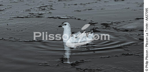 Fin d'été sur la côte ouest du Groenland - © Philip Plisson / Plisson La Trinité / AA37095 - Nos reportages photos - Animal marin