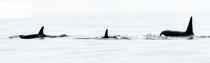 Fin d'été sur la côte ouest du Canada © Philip Plisson / Plisson La Trinité / AA37120 - Nos reportages photos - Animal marin