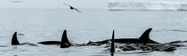 Fin d'été sur la côte ouest du Canada © Philip Plisson / Plisson La Trinité / AA37121 - Nos reportages photos - Animal marin