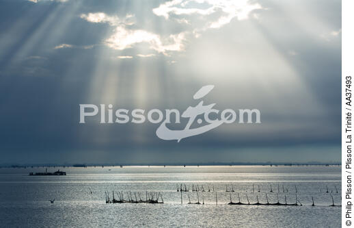 La lagune de Venise - © Philip Plisson / Plisson La Trinité / AA37493 - Nos reportages photos - Environnement