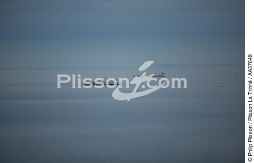 La pêche dans la lagune de Venise - © Philip Plisson / Plisson La Trinité / AA37649 - Nos reportages photos - Pêche