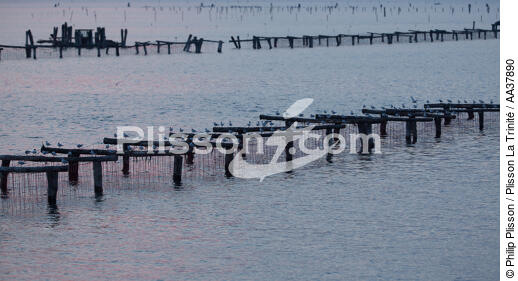 L'activité conchylicole dans la lagune de Venise - © Philip Plisson / Plisson La Trinité / AA37890 - Nos reportages photos - Italie
