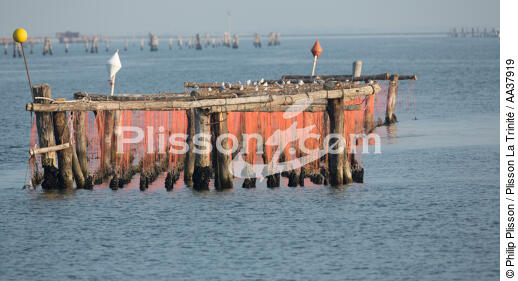 La conchyluculture dans la lagune de Venise - © Philip Plisson / Plisson La Trinité / AA37919 - Nos reportages photos - Site [It]
