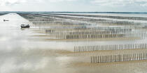 Mussel culture in the bay of Mont Saint-Michel © Philip Plisson / Plisson La Trinité / AA38225 - Photo Galleries - Normandie